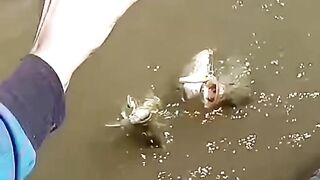 I caught three fish at once on an artificial lure.