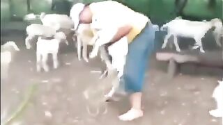 Ovelha