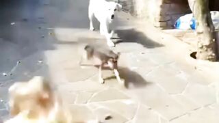 Maen seruduk aja si dogi