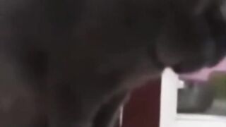 Bora Rir!  Divirta-se - Funny Pets #28