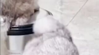 Bora Rir!  Divirta-se - Funny Pets #29