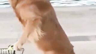 Bora Rir!  Divirta-se - Funny Pets #30