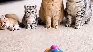 Funny videos