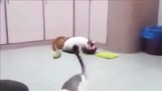 gatos levando sustos com pepino