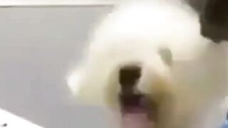 Bora Rir!  Divirta-se - Funny Pets #33