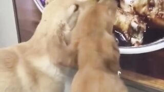 Bora Rir!  Divirta-se - Funny Pets #34