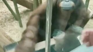 Smart Monkey 2