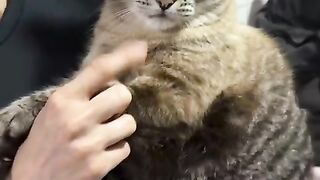 🐱😂 O cara só queria brincar, mas o gato levou a sério!