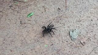 Ataque da Aranha Caranguejeira.