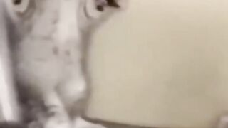 Bora Rir!  Divirta-se - Funny Pets #41