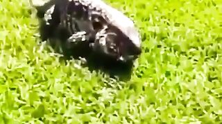 lagarto