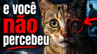 The Silent Disease Killing Indoor Cats — And Hardly Anyone Notices