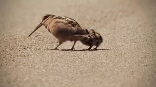 This Bird Thinks It's Michael Jackson 😂🕺🐦