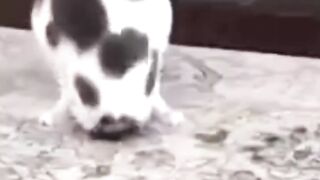 Bora Rir!  Divirta-se - Funny Pets #44