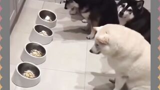Nunggu Bos Dulu yang Makan