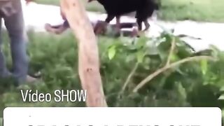 Cachorro hotvailer ataca criança