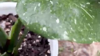 Plant 7