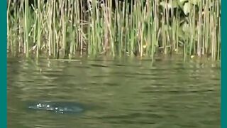 ACHOU  CARDUME  DE TUCUNARÉ