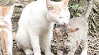 A Mother’s Love ❤️ Staying Beside Her Sick Kitten 🐱🥺