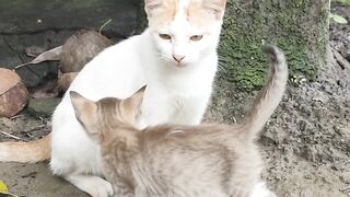 A loving mother cat stays close to her sick little kitten,