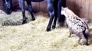 funny funny short videos about animals #funnyanimals #funnyanimal #animalcomedy #animalvideos #viral