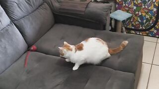 Gato brincalhão