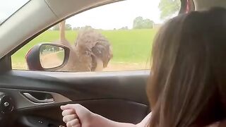 Never feed an ostrich.