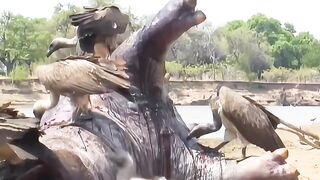 Hipopótamo vira uma bomba natural