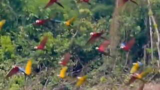 Wow Beautiful Macaw