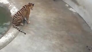 Person Attacked by a Tiger and a Guard Dog”.