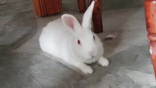 Rabbit 🐇