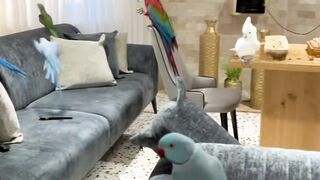 Beautiful Colourful Macaws