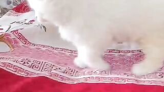 So cute baby kittens 2