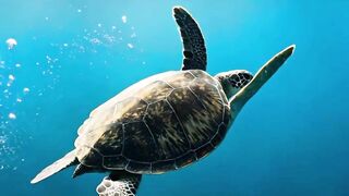 La TORTUGA que puede aguantar horas sin respirar 🐢😱
