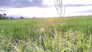 🌾 POV: You Found Peace in the Countryside