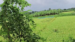 Bangladesh natural view