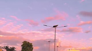 Beautiful Sunset vibes