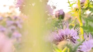 Flower nature Beautiful