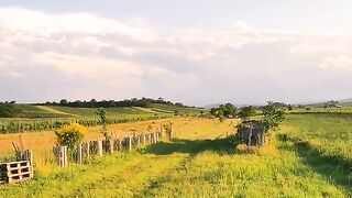 Vibes nature