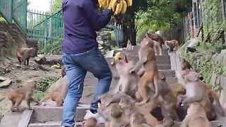 A Sweet Banana Treat for These Happy Monkeys.mp4