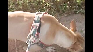 Meu cachorro Hulk