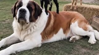 All he wanted was a quiet nap. The goat kids had completely different plans.