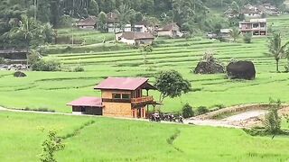 The rice plantations look green and beautiful.