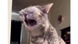 Meu gato hahaha