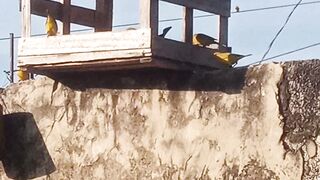Pássaros comendo ração