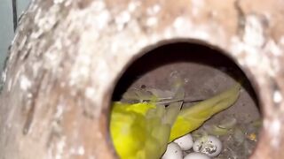 Ik Birds