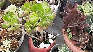 Cultivar suculentas faz bem 🤗