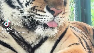 Here comes the cutest little tiger