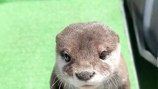 Otter