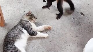 As aventuras de #chico, o #macaco feliz o Gato e seu descanso.mp4